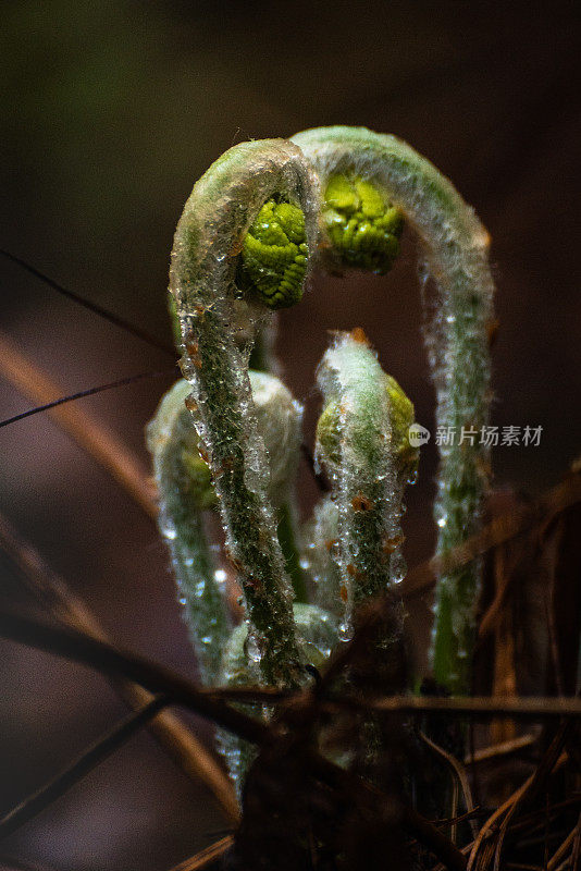 馥香,小提琴的头