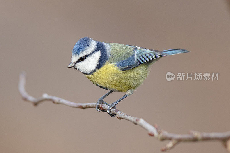 蓝山雀(青翠鸟)