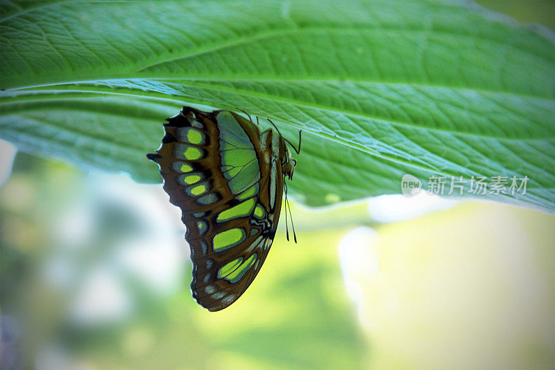 蝴蝶从叶子下面垂下来