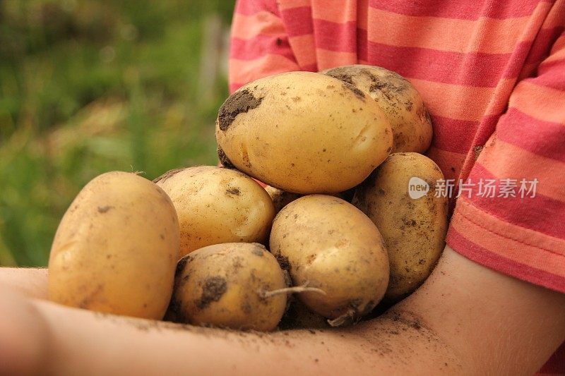 孩子抱着一大堆土豆
