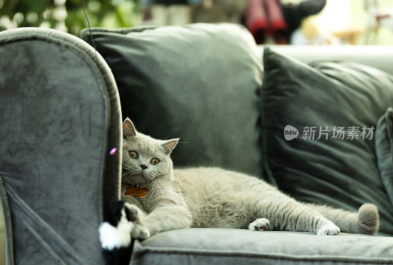 美丽的猫玩