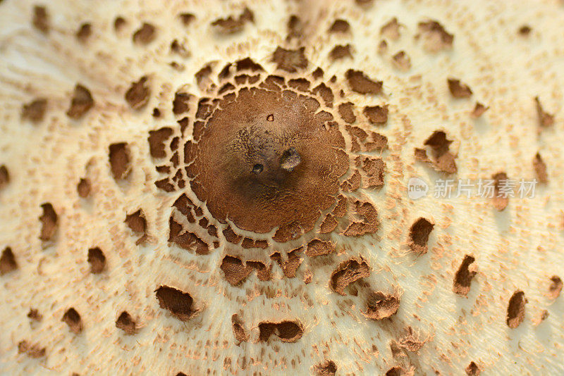 上面有个阳伞蘑菇