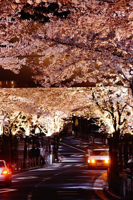 樱花隧道