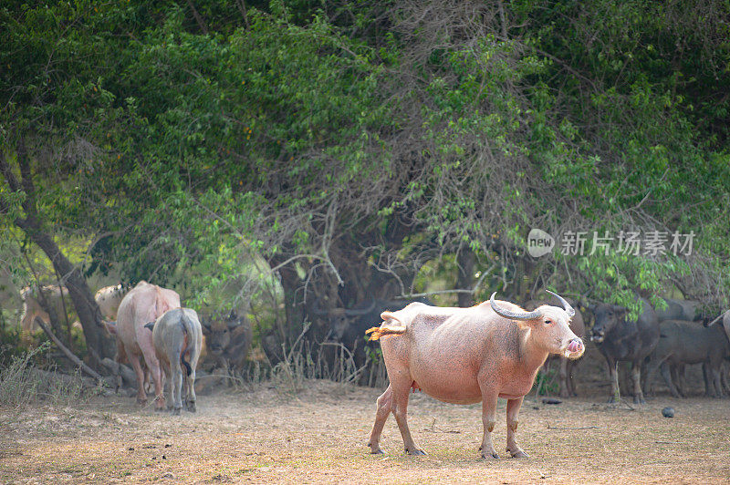 一小群泰国水牛
