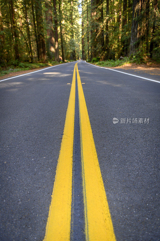 红杉森林道路特写