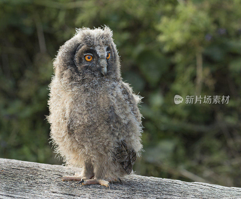 长耳猫头鹰小鸡看着镜头，大大的橙色眼睛