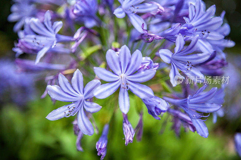 Agapanthus，或非洲百合