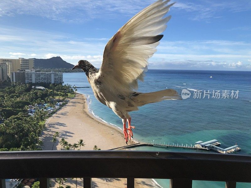 夏威夷的鸟