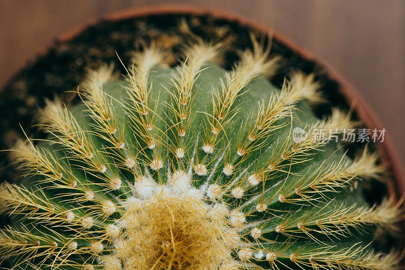 仙人掌小植物