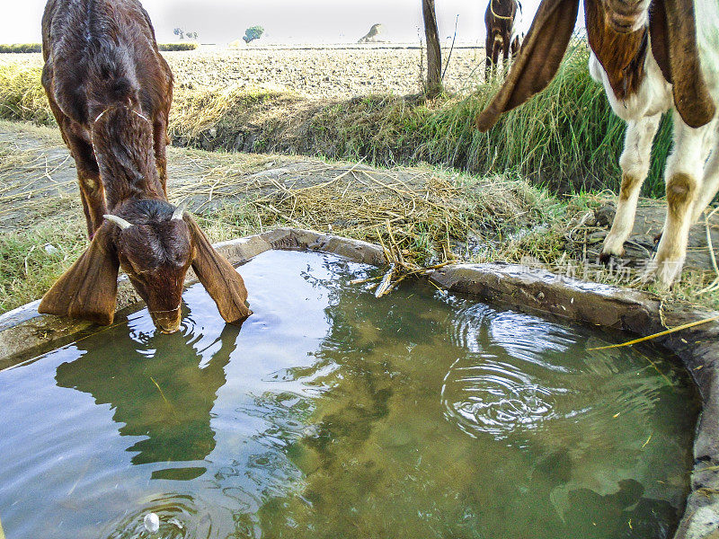 口渴的山羊正在喝储存在一个非常小的水池里的甜水
