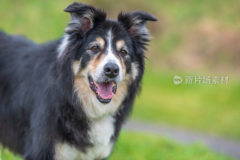 边境牧羊犬站在乡下