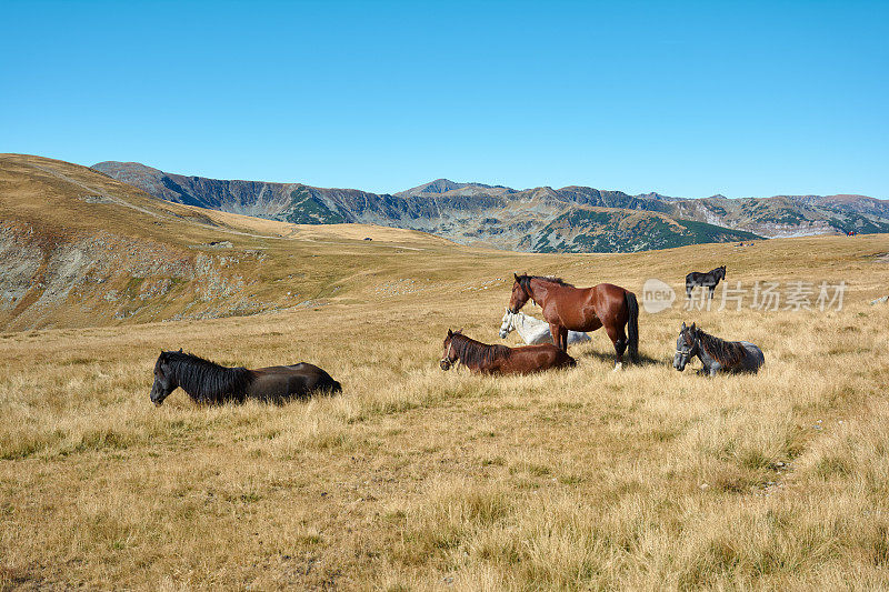 罗马尼亚喀尔巴阡山脉高山高原上的马。罗马尼亚阿尔卑斯山脉的旅游公路和高地。秋天的山地景观。