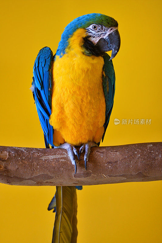 蓝黄金刚鹦鹉(阿拉阿拉劳那)