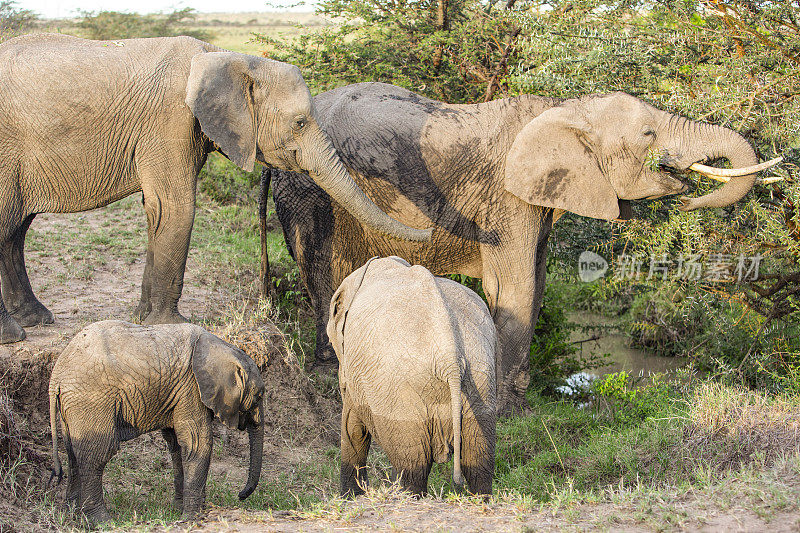 非洲肯尼亚奥拉雷·摩托罗基保护区的一群大象