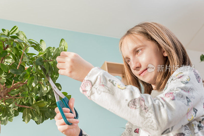 可爱的女孩照顾她的榕树盆景树