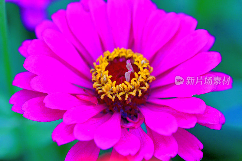 Zinnia花