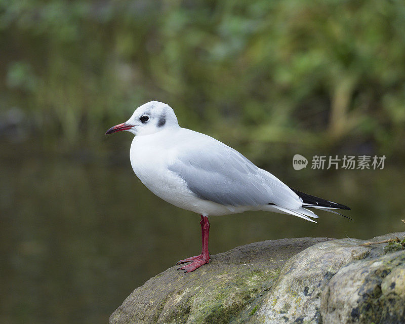 一只黑头鸥栖息在一块巨石上