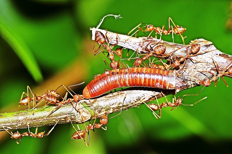 蚂蚁携带千足虫为食。