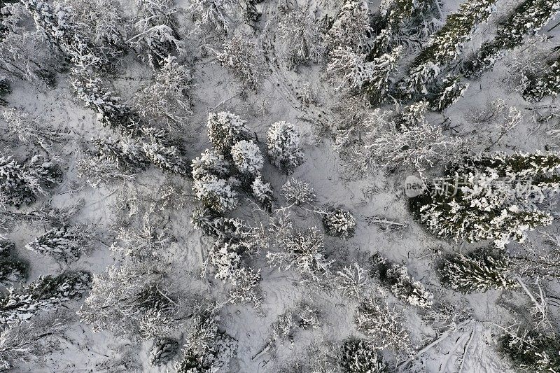 拉普兰白雪覆盖的森林