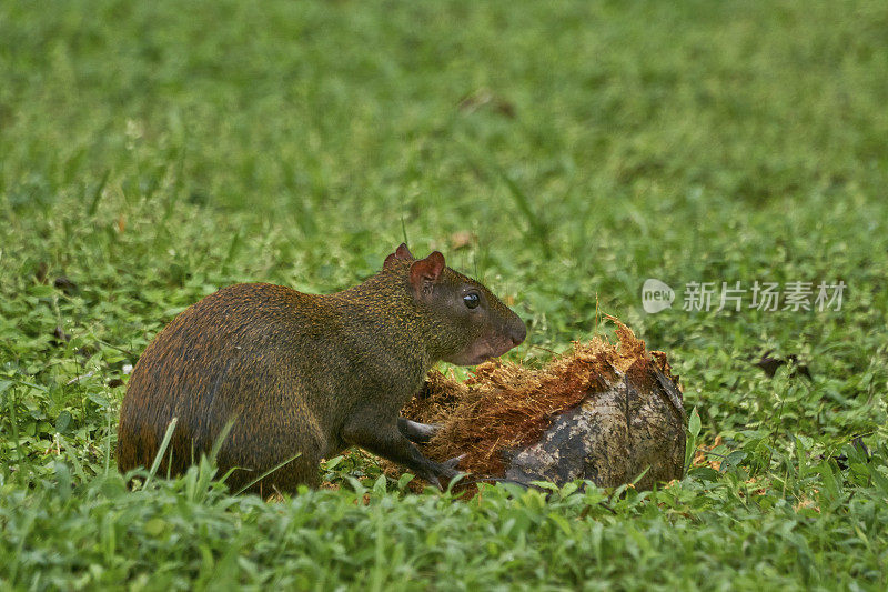 中美洲巴拿马的索伯拉尼亚国家公园里的野生可爱刺豚鼠