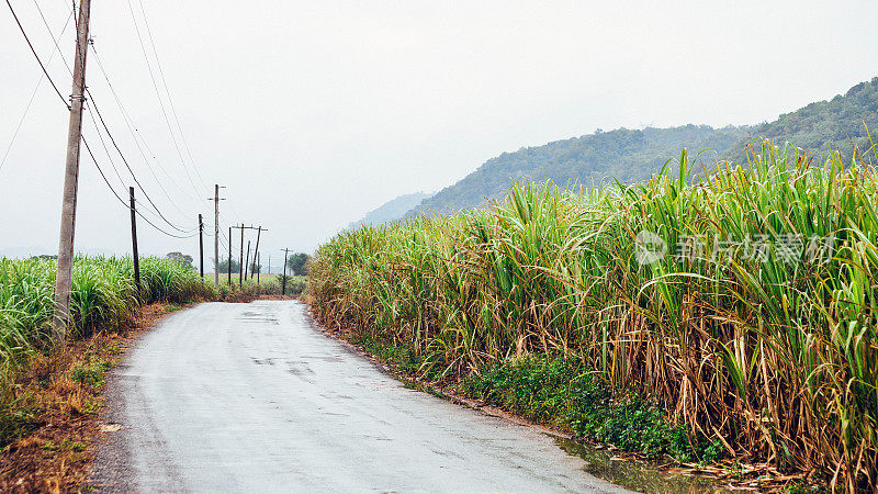 甘蔗田——牙买加
