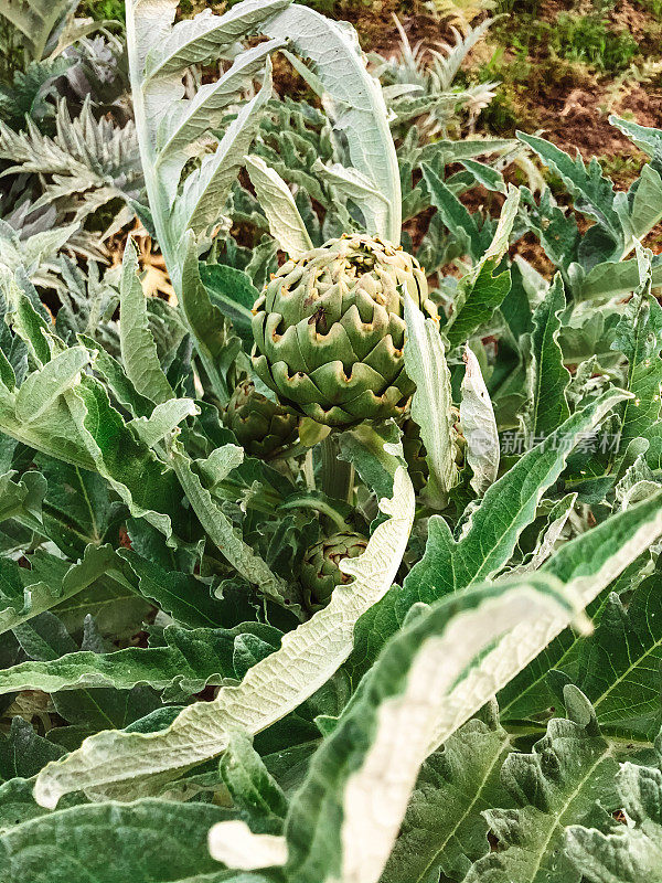 洋蓟植物领域