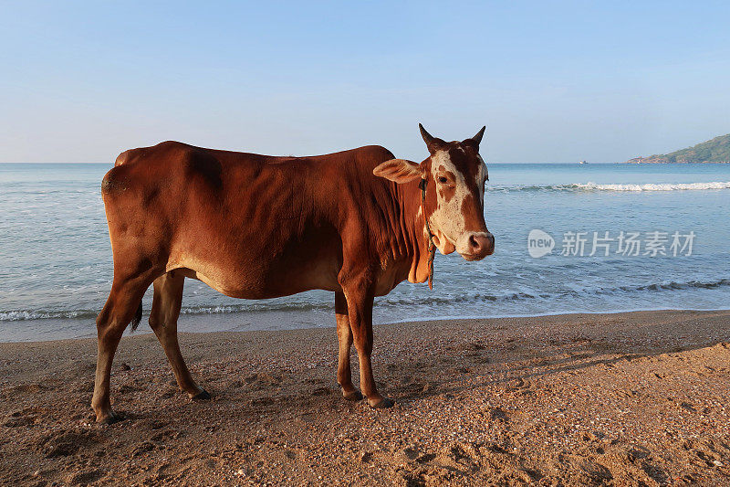 印度南部果阿巴勒姆海滩，棕色的印度圣牛在海滩上看着镜头，野牛在水边的沙子上行走