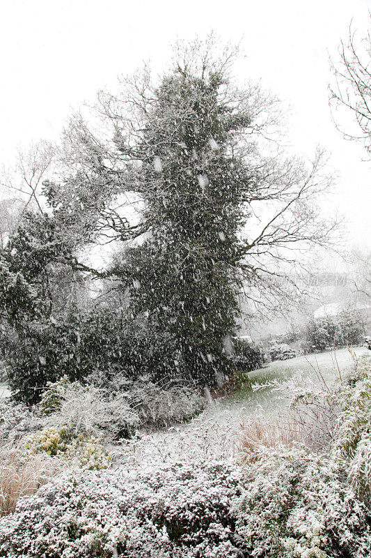 雪在橡树