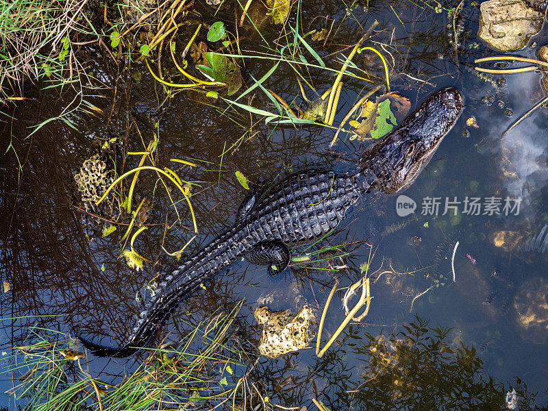 在佛罗里达河中鳄鱼游泳的俯视图