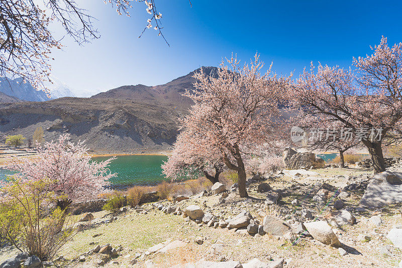 自然风景沿着喀喇昆仑山在罕萨山谷与樱花盛开的秋天巴基斯坦