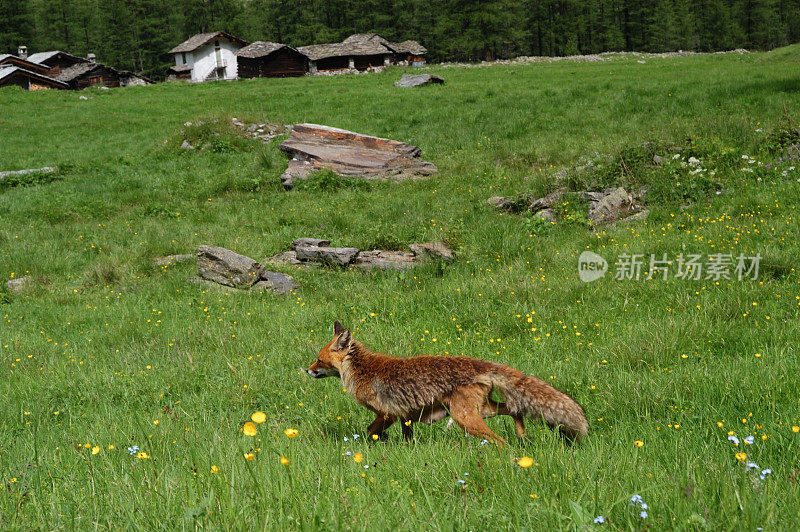 狐狸在山上的牧场