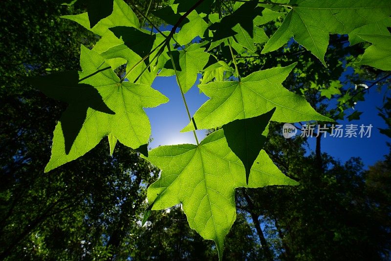 背光香枫树叶与太阳在森林林冠间隙