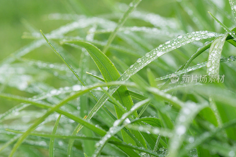 春雨滴在草地上的特写