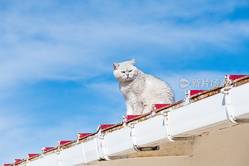 屋顶上的猫