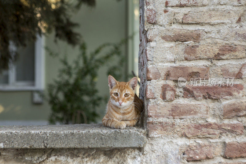 一只流浪猫从土耳其阿瓦利克巴利克西尔大街的废弃房屋窗户里望出去