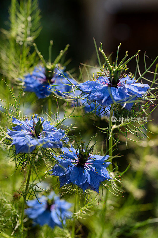 美丽的蓝色大马士革Nigella