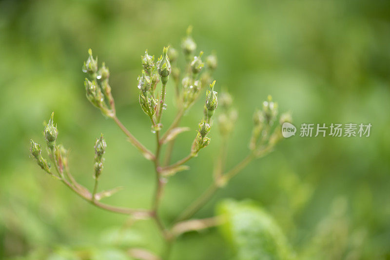 特写的一组玫瑰花蕾与雨点后在初夏降雨