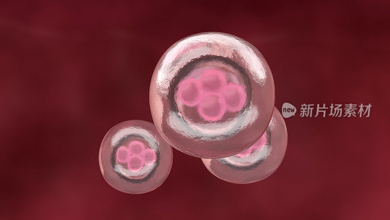 3d渲染插图的一个16细胞阶段的胚胎