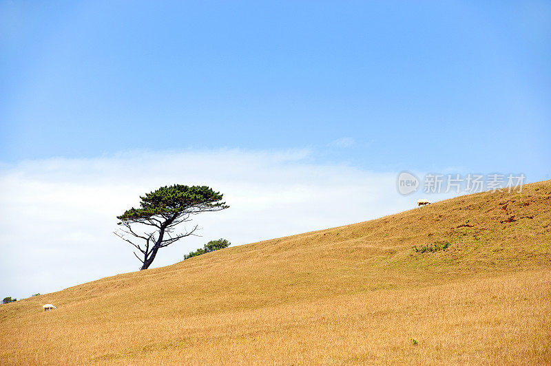 单风形树，多塞特山脊，侏罗纪海岸，多塞特，英国