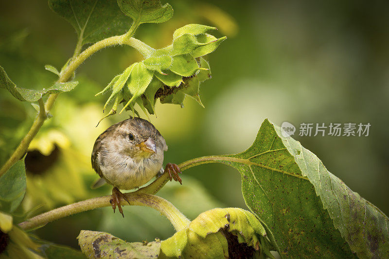 麻雀在向日葵