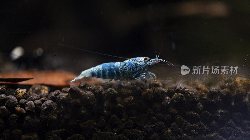 水族馆里的蓝螺栓卡里迪纳虾