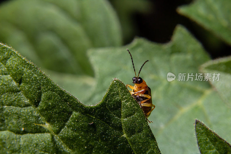 叶子上的甲虫。