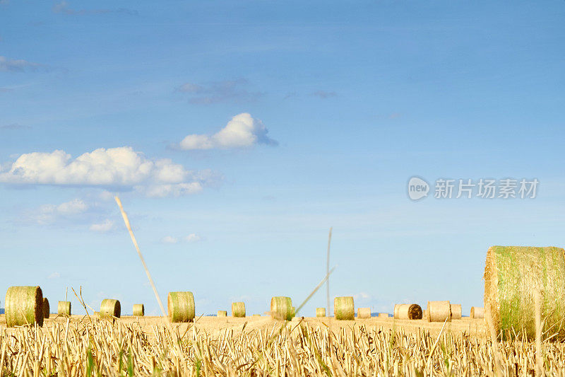 夏日蓝天下收获的田野