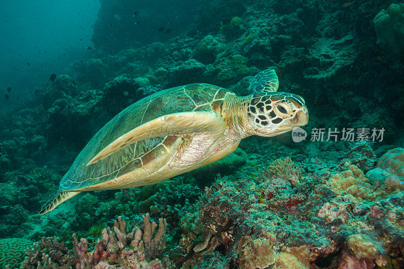 水下拍摄的绿海龟和玳瑁海龟