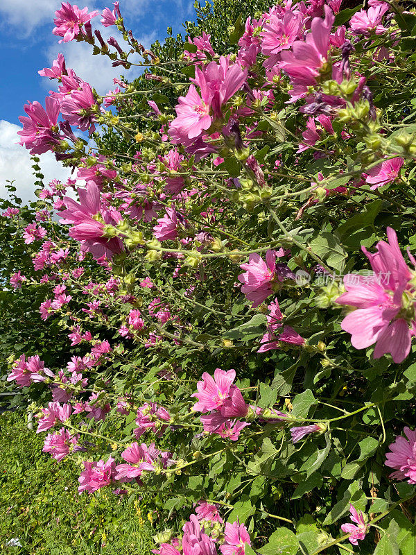 英国恩斯福德的花园树锦葵
