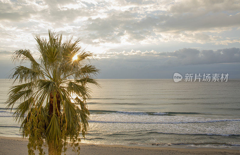 日出时的棕榈树和海滩景色