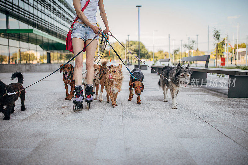 女职业遛狗人在城市的街道上穿着旱冰鞋遛狗