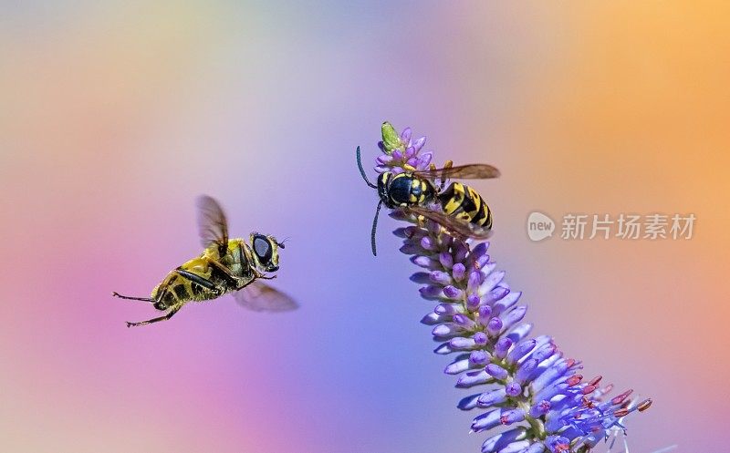 食蚜蝇和黄蜂