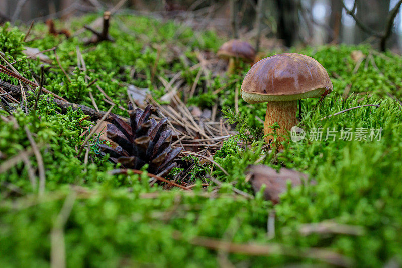 苔藓中的牛肝菌和松果