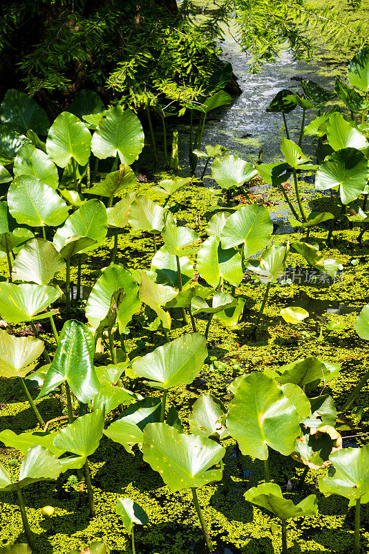 湿地植物喜欢生活在水里